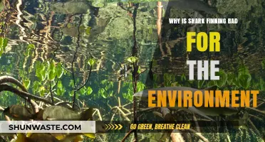 Shark Finning's Devastating Impact on Marine Ecosystems and Biodiversity