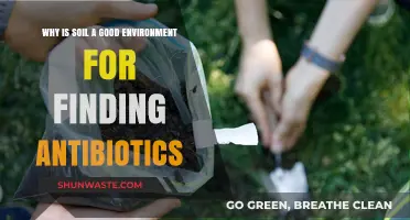Soil's Hidden Potential: Uncovering Antibiotics in Earth's Microbial Treasure Trove