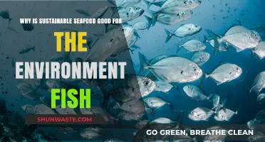 Sustainable Seafood: Protecting Our Oceans and Preserving Fish Populations
