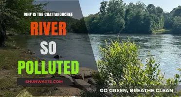 Chattahoochee River Pollution: Causes, Impacts, and Urgent Solutions Needed