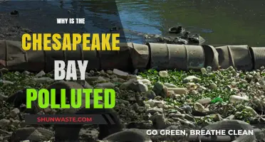 Chesapeake Bay Pollution: Causes, Impacts, and Urgent Solutions Needed