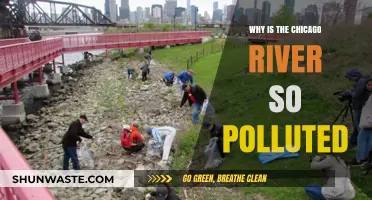 Chicago River's Pollution Crisis: Causes, Impacts, and Solutions Explored