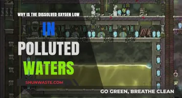 Polluted Waters: Understanding the Causes of Low Dissolved Oxygen