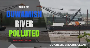 Unraveling the Duwamish River's Pollution Crisis: Causes and Consequences
