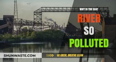 Why the East River's Pollution Crisis Persists: Causes and Consequences