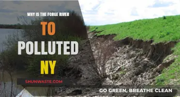 Why Forge River in NY Suffers from Severe Pollution