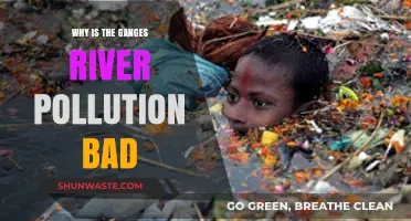 Ganges River Pollution Crisis: Devastating Impacts on Environment and Communities