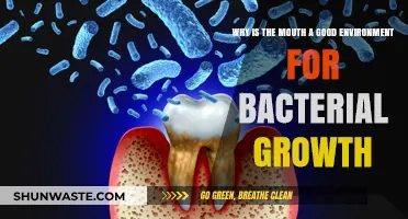 Why Your Mouth is a Perfect Breeding Ground for Bacteria