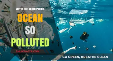The North Pacific Ocean's Pollution Crisis: Causes and Consequences