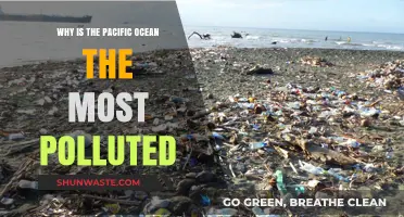 Pacific Ocean's Pollution Crisis: Causes and Devastating Impacts Revealed