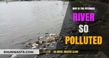Unveiling the Potomac's Pollution Crisis: Causes and Consequences