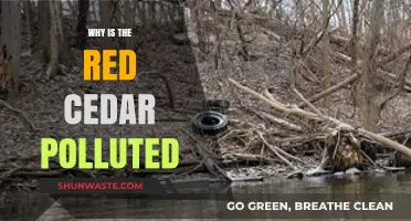 Red Cedar Pollution Crisis: Causes, Impacts, and Urgent Solutions
