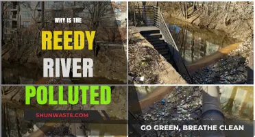 Why the Reedy River is Polluted: Causes and Consequences