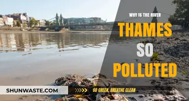 Unveiling the Dirty Truth: Why the River Thames is Polluted