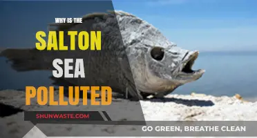 Salton Sea's Pollution Crisis: Causes and Environmental Impact Explained