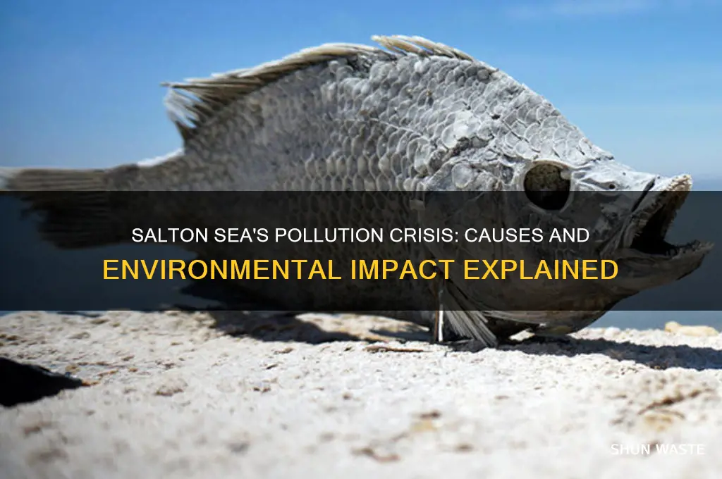 why is the salton sea polluted