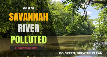Savannah River Pollution: Causes, Impacts, and Urgent Solutions Needed