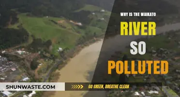 Unveiling the Causes of Waikato River's Severe Pollution Crisis