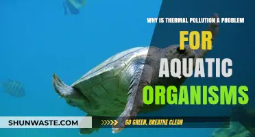 Thermal Pollution's Impact: Threatening Aquatic Life and Ecosystem Balance