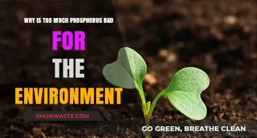Excess Phosphorus: Environmental Impacts and the Threat to Ecosystems