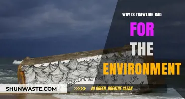 Trawling's Devastating Impact: How Bottom Trawling Destroys Marine Ecosystems