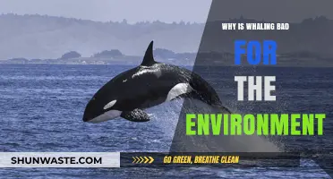 Whaling's Devastating Impact: Harming Ecosystems, Climate, and Marine Biodiversity