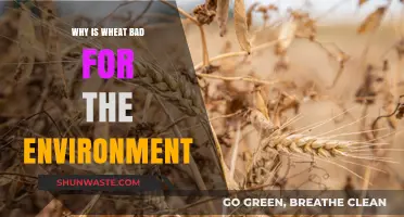 Wheat's Environmental Impact: Unsustainable Practices and Ecological Consequences Explained