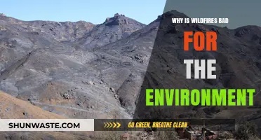 Wildfires' Devastating Impact: Environmental Consequences and Ecosystem Destruction Explained