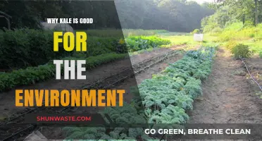 Kale's Eco-Friendly Impact: How This Superfood Benefits Our Planet