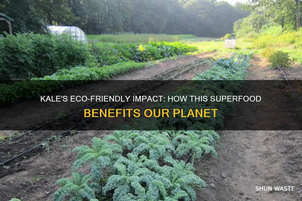 why kale is good for the environment