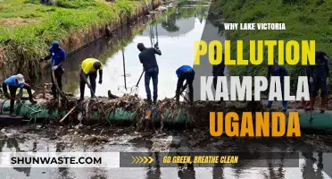Kampala's Lake Victoria: Uncovering the Causes of Its Pollution Crisis