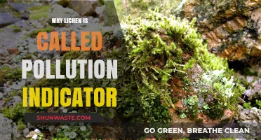 Lichen: Nature's Silent Sentinel Revealing Air Pollution Levels