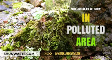 Lichens as Pollution Indicators: Why They Shun Contaminated Environments