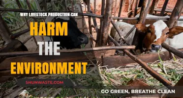 Livestock's Environmental Impact: How Animal Farming Harms Our Planet