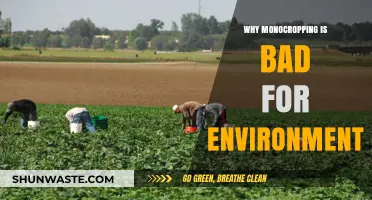 Monocropping's Environmental Toll: Soil Degradation, Biodiversity Loss, and Beyond