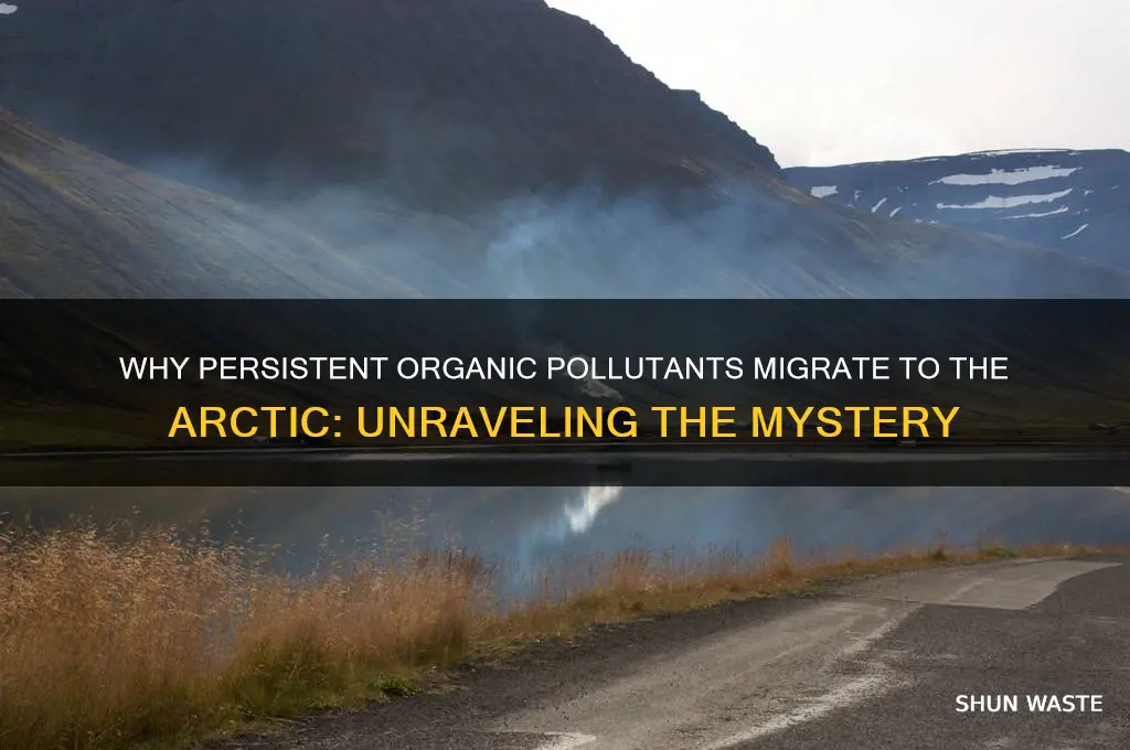 why persistent organic pollutant pop migrate to the arctic