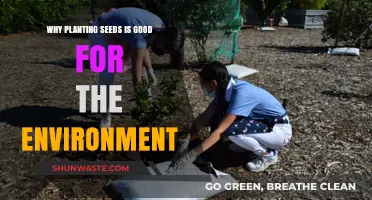 Planting Seeds: A Simple Act with Big Environmental Benefits