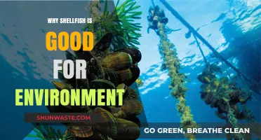 Shellfish: Eco-Friendly Superfoods Boosting Ocean Health and Sustainability