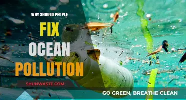 Fixing Ocean Pollution: Protecting Marine Life and Our Future