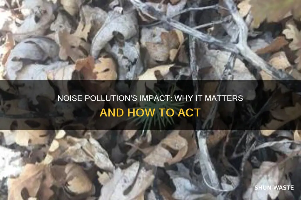 why should we care about noise pollution