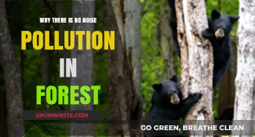 Silent Sanctuaries: Exploring the Absence of Noise Pollution in Forests