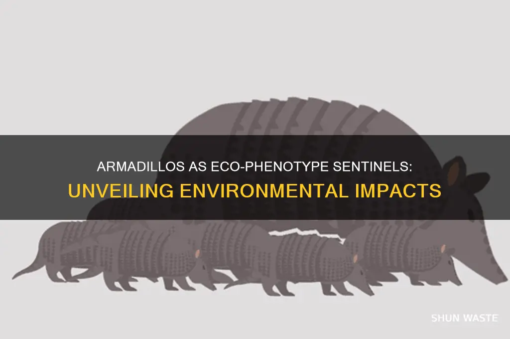 why use armadillos to see how the environment affects phenotype