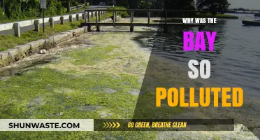 Unveiling the Causes of Severe Bay Pollution: A Comprehensive Analysis