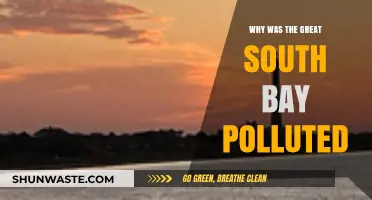 Unveiling the Causes of Great South Bay's Pollution Crisis