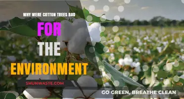 Cotton Trees' Environmental Impact: Unraveling Their Harmful Ecological Consequences