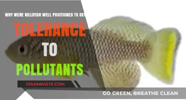 Killifish: Evolutionary Advantages in Developing Tolerance to Pollutants