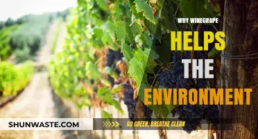 Winegrapes: Eco-Friendly Heroes Boosting Soil Health and Biodiversity