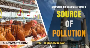 Chicken Factories: Hidden Sources of Environmental Pollution and Health Hazards