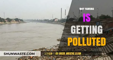 Yamuna's Plight: Unraveling the Causes of Its Growing Pollution Crisis