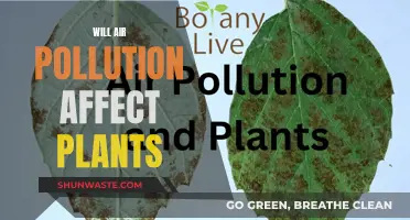 Air Pollution's Impact on Plant Life